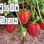 ආර්ථිකයේ නව දිශානතිය