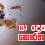 බංග්ලාදේශයෙන් උගතමනා පාඩම්