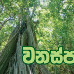අපේ 10ක් ඔක්ස්ෆර්ඩ්