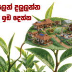 දල්ලෙන් දලුලන්න ඉඩ දෙන්න