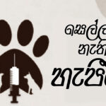 සෙල්ලම් නැති හැපීම