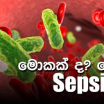 මොකක් ද? මේ Sepsis